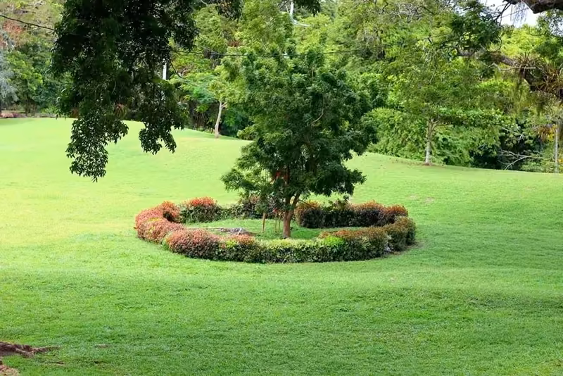 Maintained lawn and planted garden beds